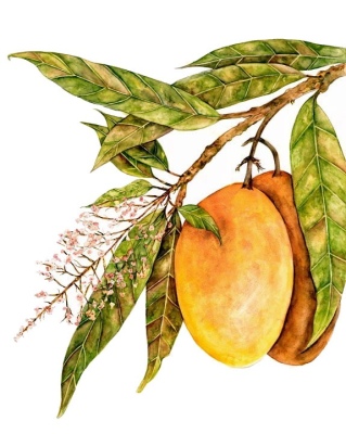 Mango
