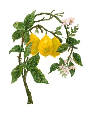 Meyer Lemon
