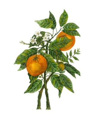 Orange with Blossom