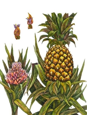 Pineapple with Blossom