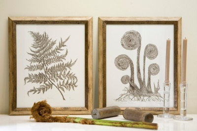 Ferns