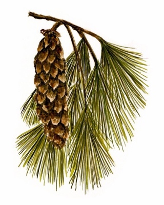 Eastern White Pine