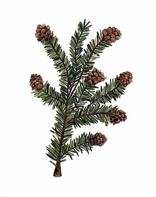 Hemlock