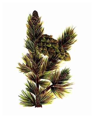 Limber Pine
