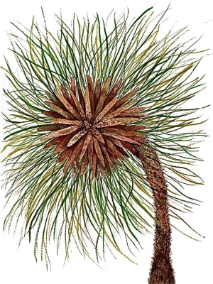 Longleaf Pine II