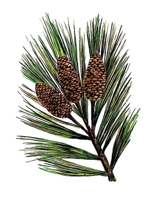 Longleaf Pine