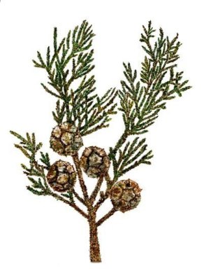 Monterey Cypress