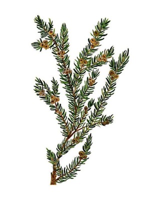Mountain Juniper
