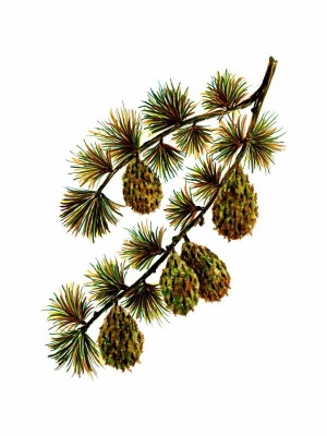 Western Larch