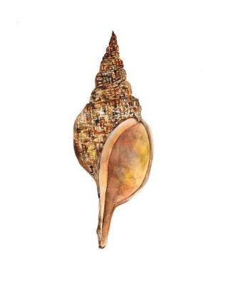 Florida Horse Conch