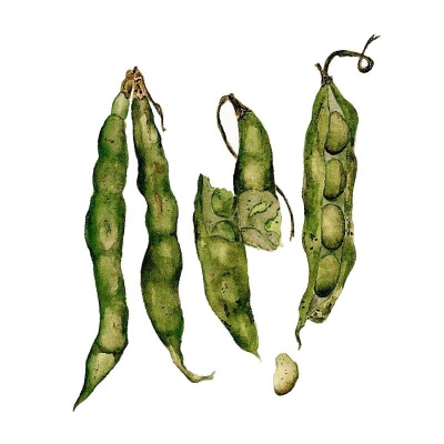 Fava Beans