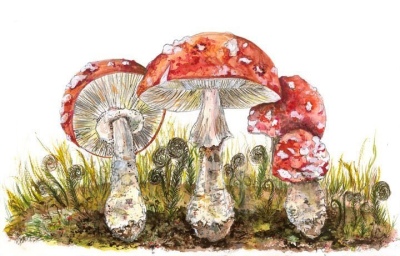 Fly Agaric Mushrooms
