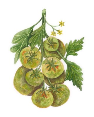 Green Tomatoes