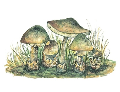 Mushrooms