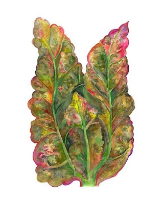 Mustard Greens