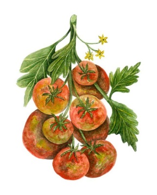Red Tomatoes